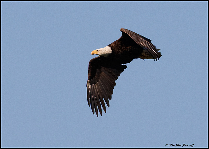 _0SB9066 american bald eagle.jpg